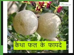 बैड कोलेस्ट्रॉल का दुश्मन है देव फल या कैथा, इन बीमारियों का भी है सबसे सस्ता इलाज