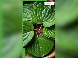 ज्यादा पान के पत्ते खाने से हो सकती हैं ये 8 खतरनाक बीमारियां