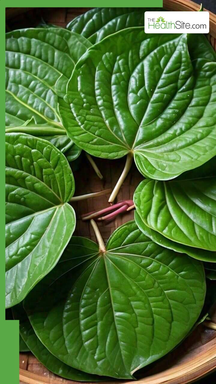 ज्यादा पान के पत्ते खाने से हो सकती हैं ये 8 खतरनाक बीमारियां