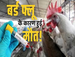 बर्ड फ्लू के कारण इस देश में हुई मौत, जानें क्या हैं इसके लक्षण