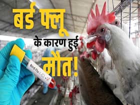 बर्ड फ्लू के कारण इस देश में हुई मौत, जानें क्या हैं इसके लक्षण