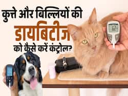 आपके पालतू जानवर को भी हो सकती है डायबिटीज! ये है बचाव का तरीका