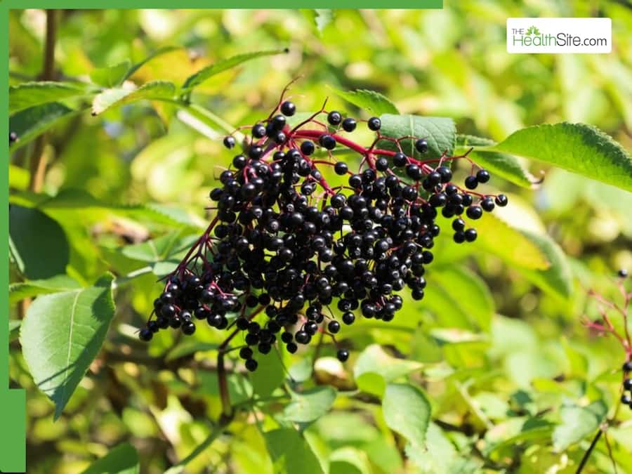 From Weight Loss To Immunity Boost: 10 Reasons Why You Must Drink Elderberry Juice Daily