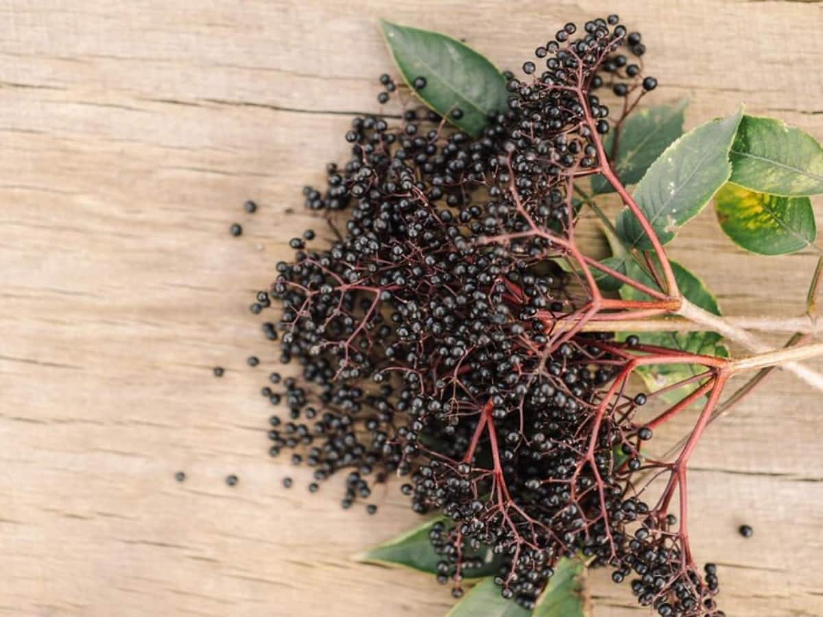 Healthy diet, Healthy Juice for Skin, healthy juices, immunity boost juice, elderberry juice benefits, elderberry juice for weight loss, elderberry juice for immunity, elderberry juice for cold and flu, elderberry juice for cardiovascular health, antiviral properties of elderberry juice, elderberry juice health benefits, weight loss with elderberry juice, immunity boost with elderberry juice, elderberry juice for inflammation, cardiovascular health benefits of elderberry juice, antiviral properties of elderberry juice, elderberry juice for cognitive function, bone health benefits of elderberry juice, skin health benefits of elderberry juice, elderberry juice for overall health and wellness