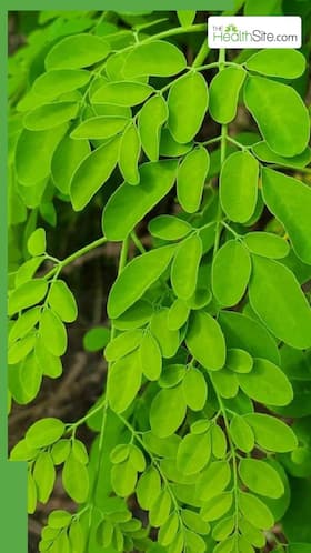 मोरिंगा के पत्तों को खाली पेट खाने से क्या होता है?