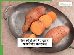 किन लोगों को जरूर करना चाहिए शकरकंद का सेवन, सर्दियों में इसका सेवन करने से मिलने वाले फायदे