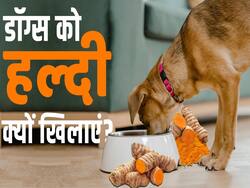डॉग्स की डाइट में जरूर शामिल करें हल्दी, मिलेंगे ये फायदे