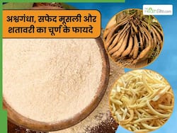 अश्वगंधा, सफेद मूसली और शतावरी का पाउडर खाने से दूर होंगी ये 5 समस्याएं, इस तरह करें सेवन