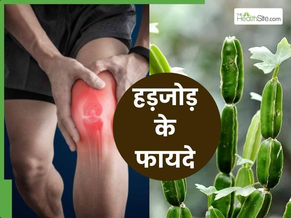 Hadjod Ke Fayde | टूटी हड्डी से लेकर जोड़ों के दर्द का रामबाण इलाज है