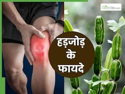 टूटी हड्डी से लेकर जोड़ों के दर्द का रामबाण इलाज है हरजोड़, एक्सपर्ट से जानें इसके चमत्कारी लाभ