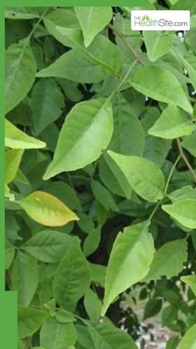हर रोज खाली पेट बेलपत्र का सेवन करने से क्या होता है?