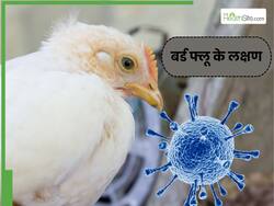 Bird flu: कैसे पता चलेगा हम जो चिकन खा रहे हैं वो संक्रमित है या नहीं? जानिए शुरुआत में दिखने वाले 3 लक्षण