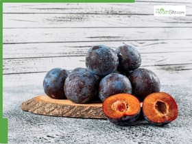 Looking To Lose Weight? Eat Plums!