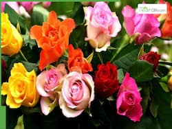 Beyond Roses: Celebrate Rose Day With The Gift Of Lasting Healthy Habits