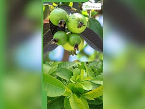 अमरुद की पत्तियां चबाने से कौन सी बीमारी सही होती है?