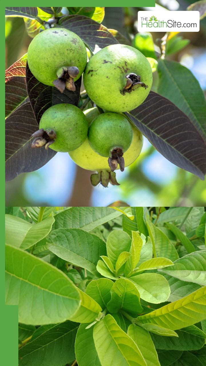 рдЕрдорд░реБрдж рдХреА рдкрддреНрддрд┐рдпрд╛рдВ рдЪрдмрд╛рдиреЗ рд╕реЗ рдХреМрди рд╕реА рдмреАрдорд╛рд░реА рд╕рд╣реА рд╣реЛрддреА рд╣реИ?