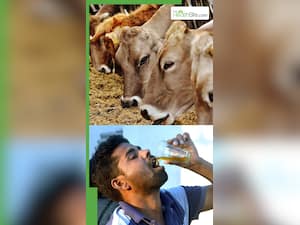 गौमूत्र पीने से कौन सी बीमारियां सही होती हैं?