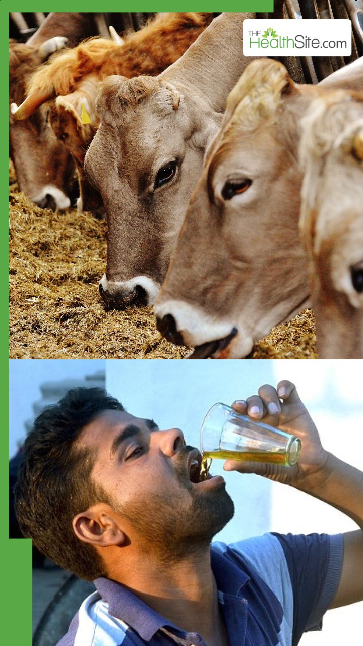 गौमूत्र पीने से कौन सी बीमारियां सही होती हैं?