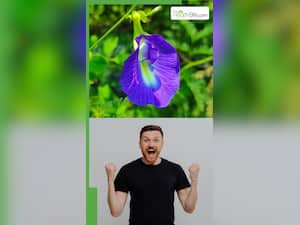 क्या है अपराजिता के बीज जिसे खाने से होते हैं जबरदस्त फायदे