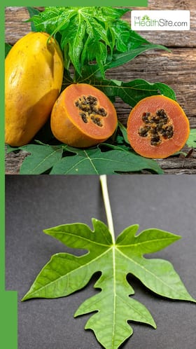 पपीते के पत्ते कौन-कौन सी बीमारियां सही करते हैं?