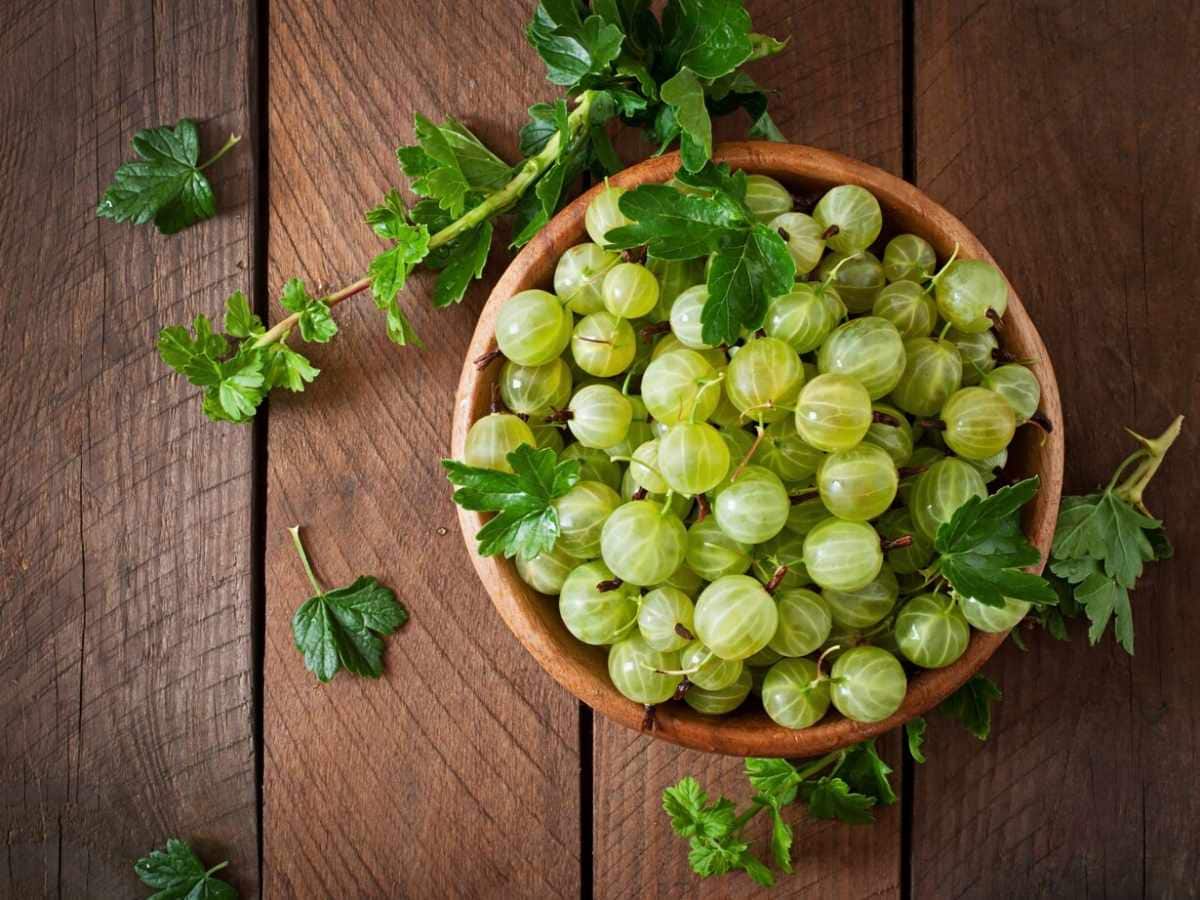 Ayurvedic Superfoods, Ayurveda and immunity, Ayurveda and health, superfoods for ageing, superfoods for immunity, superfoods for energy, superfoods for good skin, Ayurvedic diet, Ayurvedic way of life, health benefits of shilajit, health benefits of ashwagandha, health benefits of amla, health benefits of turmeric, health benefits of giloy, health benefits of aloe vera