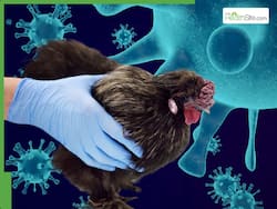 Avian Influenza (H5N1) Spreads in India: Bird Flu Detected in Pet Cats     Is It Safe to Eat Chicken and Eggs Now?