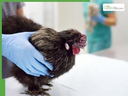 Maharashtra Govt Rolls Out Free Cancer Vaccine For Girls, Introduces Bird Flu Precautions