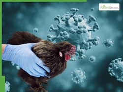 Bird Flu Outbreak In Madhya Pradesh: Avian Influenza Virus Found in Cats, 622 Deaths, Is Chicken the Source of Spread?