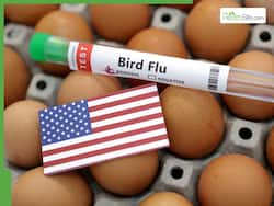 Bird Flu Outbreak In US: The H5N1 Influenza Virus Is Mutating Fast, Existing Vaccines May Not Be Enough, Warns Expert