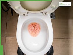 Foamy Urine Causes: 7 Reasons Your Pee Looks Bubbly and What It Means
