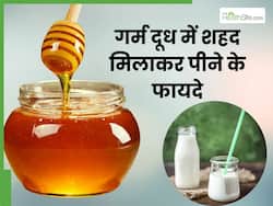 गर्म दूध में शहद मिलाकर पीने से मिलेंगे ये 4 फायदे, रोज सुबह जरूर करें सेवन