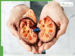 Kidney Health Management: 10 Summer Superfoods You Must Consume For Better Renal Function