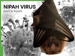 Nipah Virus Alert in Kerala: State Issues New Precautionary Measures Ahead of Bat Breeding Season     All You Need to Know