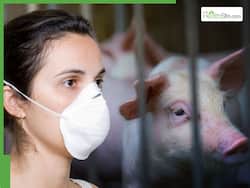 Swine Flu Virus Sweeps Through India: Country Sees Sharp Spike In Cases, Over 20,000 Infected, 347 Deaths Reported