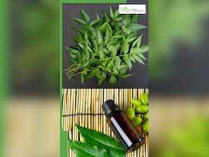 नीम की पत्ती चबाने से कौन सी बीमारी सही होती है?