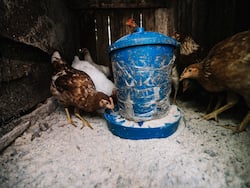 H5N1 Influenza Death Recorded In Cambodia; Check The Symptoms Of Avian Flu