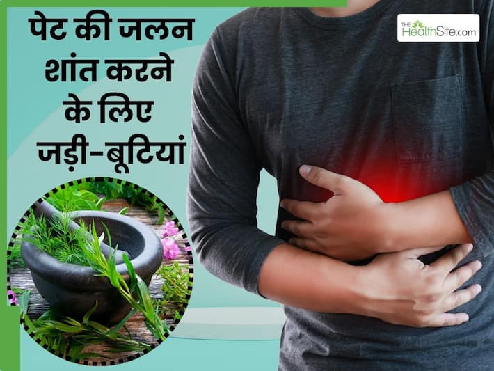यूनानी मेडिसिन में कैसे ठीक की जाती है पेट की जलन, ये 5 जड़ी-बूटियां दिलाती हैं पेट को ठंडक
