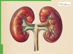 7 Simple Everyday Activities You Can Do To Take Care Of Your Kidney Health