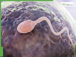 Microplastics: These Environmentally Threatening Particles Are Obstructing The Human Fertility- Claims Study