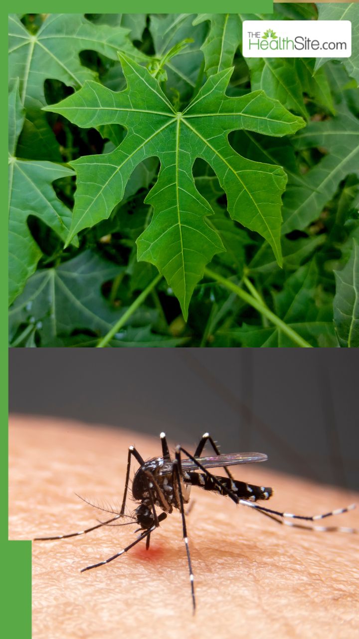 डेंगू ठीक करने में पपीते के पत्ते कैसे मदद करते हैं?