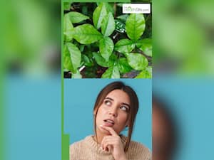 गर्मियों में बेल पत्र की पत्तियों का जूस पीने से क्या होता है?