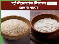दही में इसबगोल मिलाकर खाने से दूर होंगी ये 5 समस्याएं, जानें सेवन का सही तरीका
