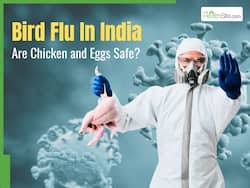 Bird Flu Outbreak In India: Experts Warn H5N1 Could Spark Next Pandemic     Is It Safe To Eat Chicken And Eggs Right Now?