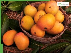 FDA Cracks Down On Adulterated Mangoes: 10 Ways To Spot The Real Deal