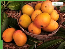 Do Mangoes Raise Blood Sugar Levels In Diabetes Patients?