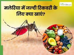 मलेरिया बुखार में कैसी होनी चाहिए डाइट? एक्सपर्ट से जानें किन चीजों को खाने से जल्दी होगी रिकवरी