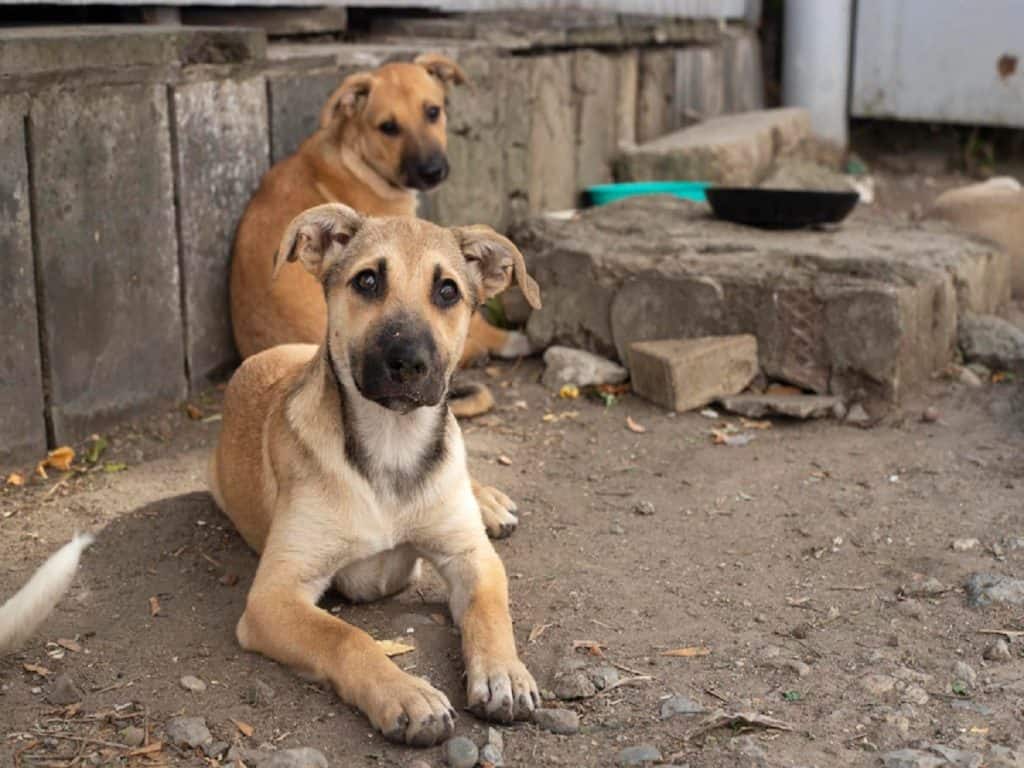 कुत्ते के काटने के बाद एंटी- रेबीज वैक्सीन लेना जरूरी है।