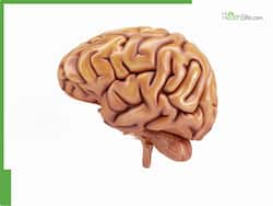 7 Simple And Crucial Things To Do Every Day For Your Brain Health