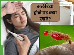 मलेरिया होने पर जरूर खाएं ये 5 चीजें, बढ़ेगी इम्यूनिटी और उतर जाएगा बुखार