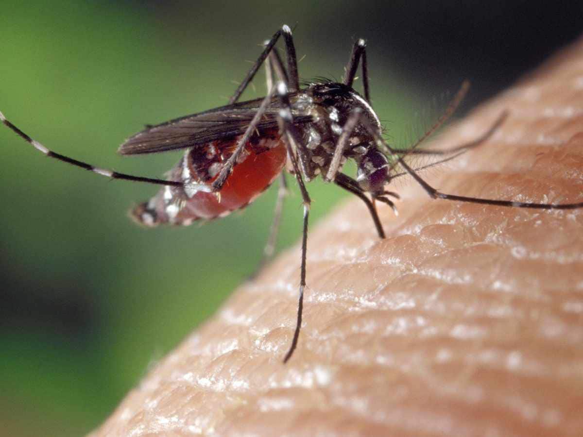paediatric malaria, what is paediatric malaria, is paediatric malaria dangerous, signs of paediatric malaria, symptoms of paediatric malaria, paediatric malaria in children, malaria in children, protecting children from mosquito bites, paediatric malaria cases, paediatric malaria prevention, paediatric malaria prevention in summer, tips to keep children safe from paediatric malaria, malaria in children, Malaria Complications, Malaria fever, Malaria Prevention, Malarial parasite, 